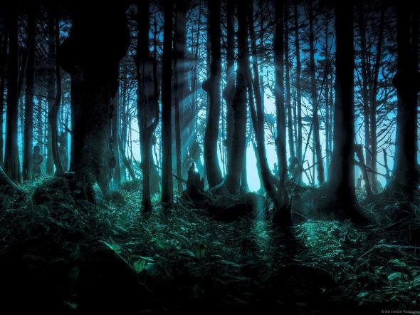 Темный лес, изображение
