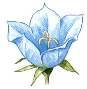 Голубой колокольчик, цветок, рисунок 